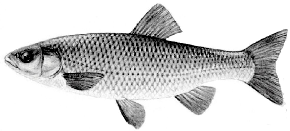 Squalius carolitertii_01.jpg